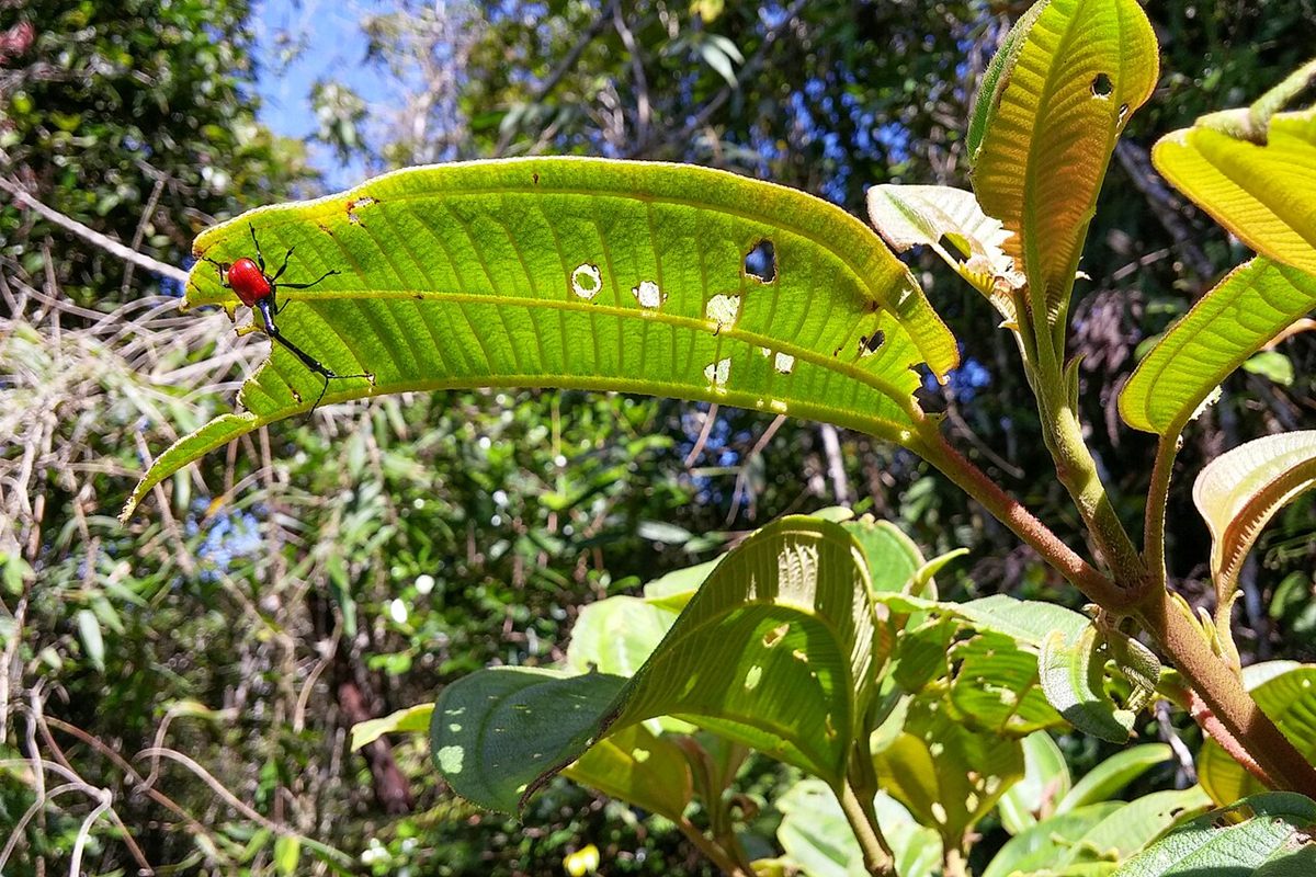 Photo of Giraffe Weevil (Trachelophorus giraffa)