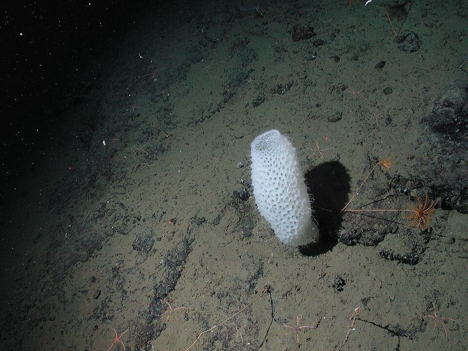 Photo of Venus' Flower Basket Glass Sponge (Euplectella aspergillum)