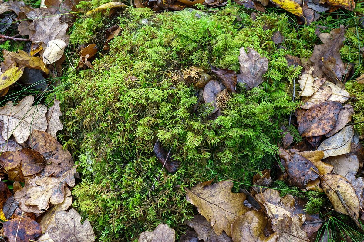 Photo of Glittering Woodmoss (Hylocomium splendens)