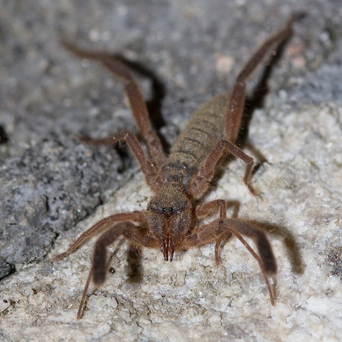 Photo of Iberian Sun Spider (Gluvia dorsalis)
