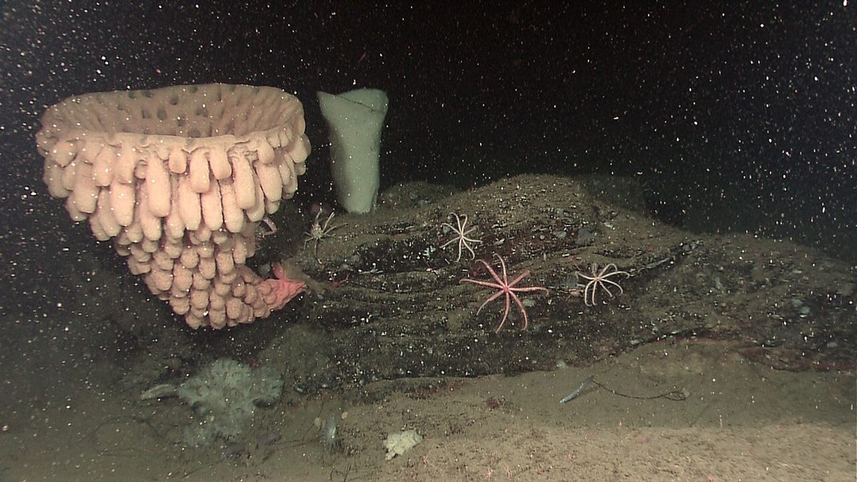 Photo of Goblet Glass Sponge (Heterochone calyx)
