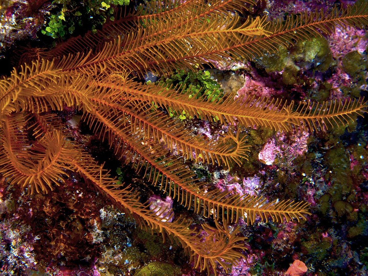 Photo of Golden Feather Star (Davidaster rubiginosus)