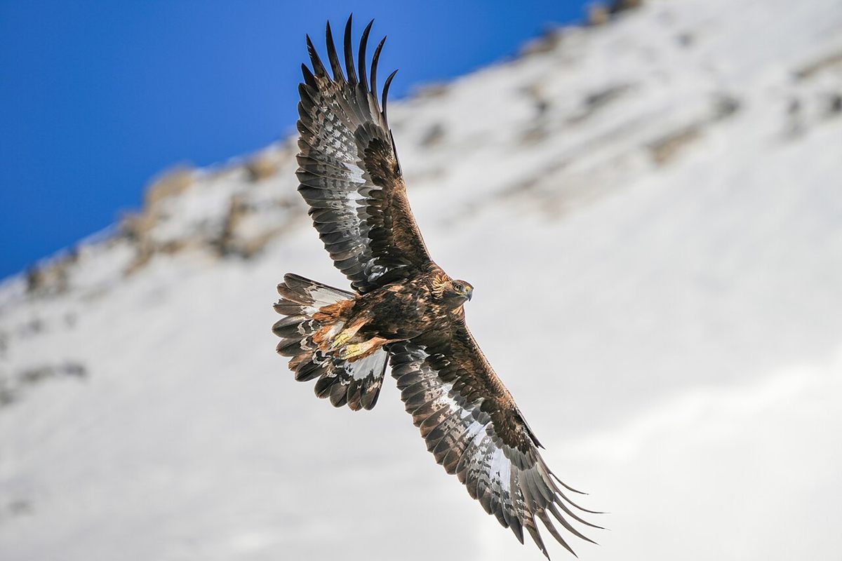 Photo of Golden Eagle (Aquila chrysaetos)