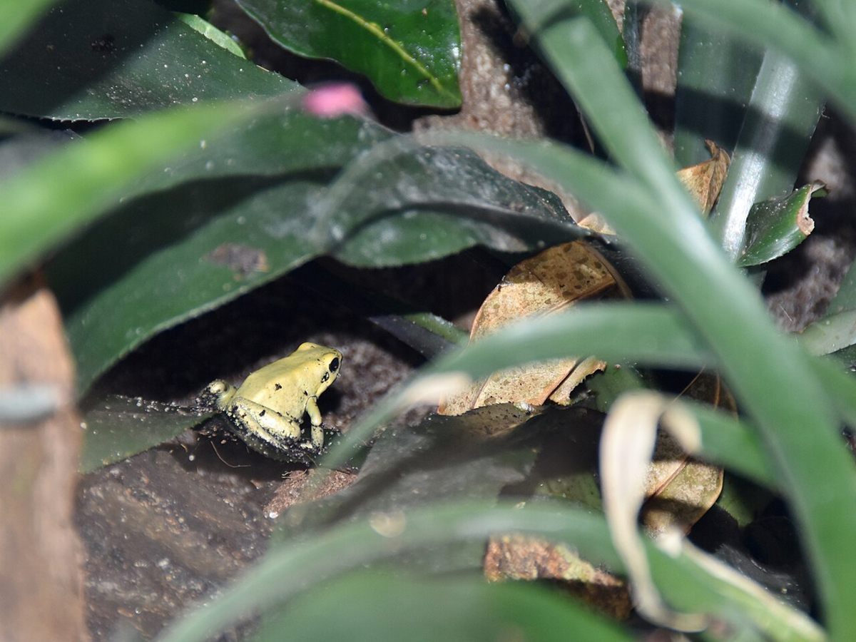 Photo of Golden Poison Frog (Phyllobates terribilis)