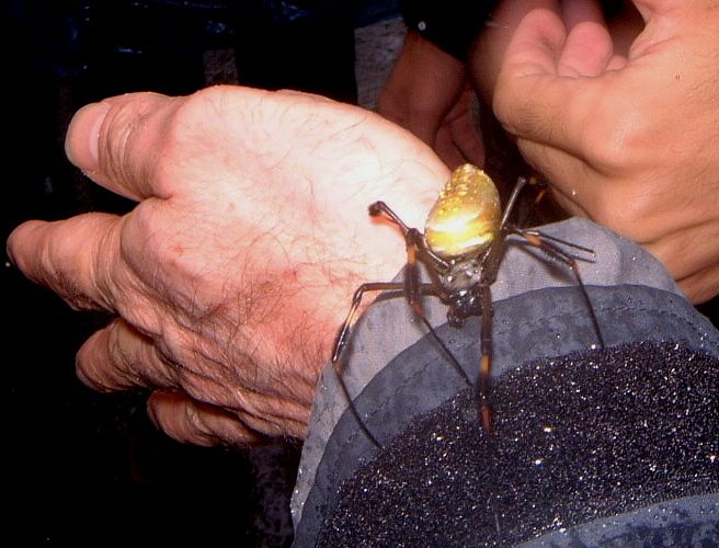 Photo of Golden Silk Orb-weaver (Trichonephila clavipes)