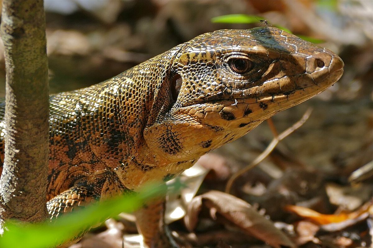 Photo of Golden Tegu (Tupinambis teguixin)