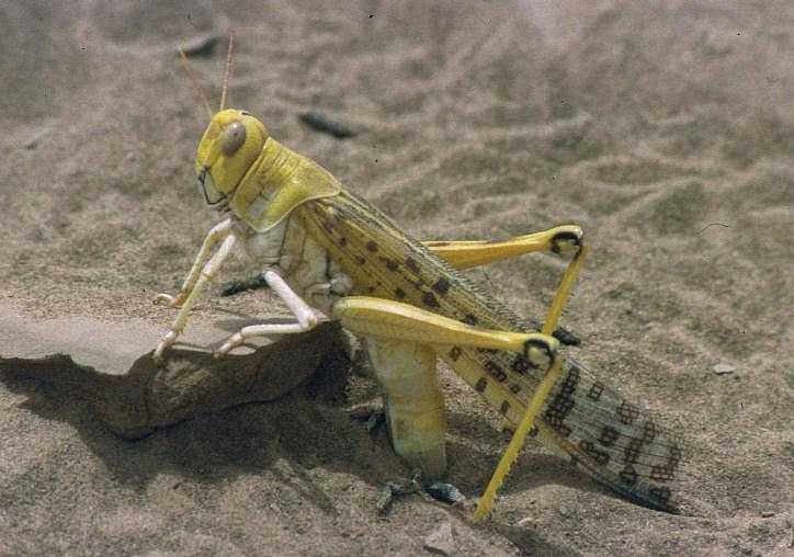 Photo of Desert Locust (Schistocerca gregaria)