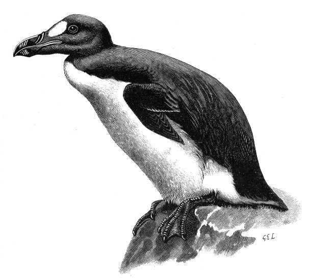 Photo of Great Auk (Pinguinus impennis)