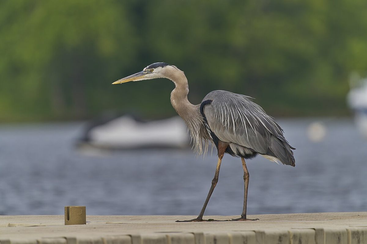 Photo of Great Blue Heron (Ardea herodias)