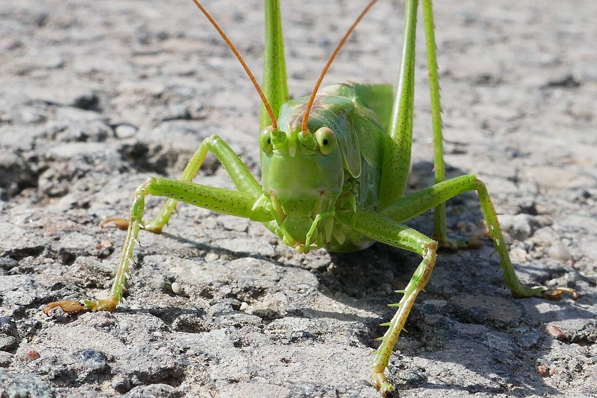 Photo of Great Green Bush-cricket (Tettigonia viridissima)