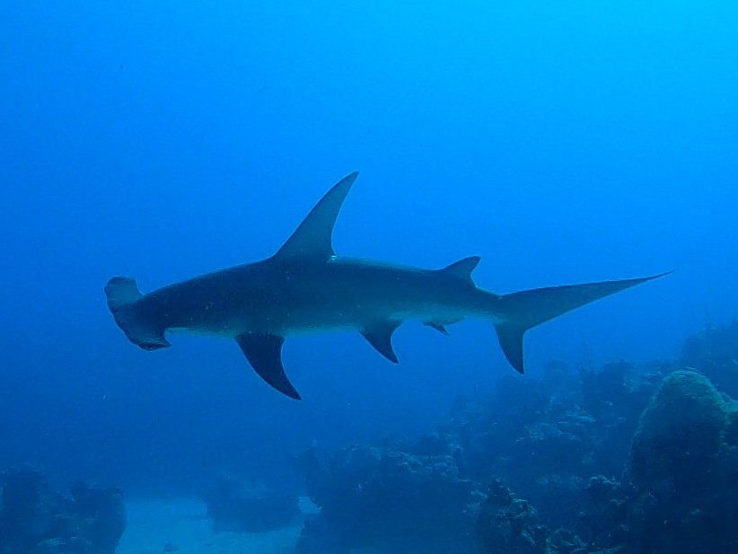 Photo of Great Hammerhead (Sphyrna mokarran)