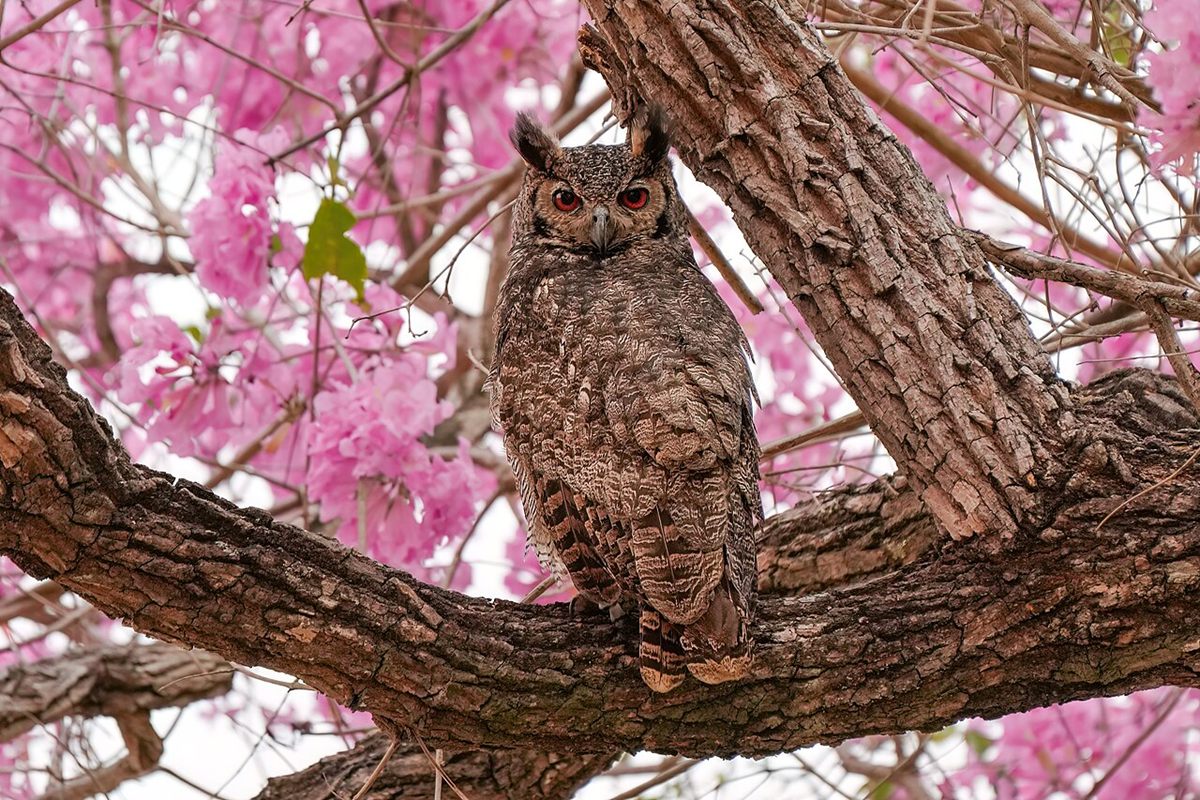 Photo of Great Horned Owl (Bubo virginianus)