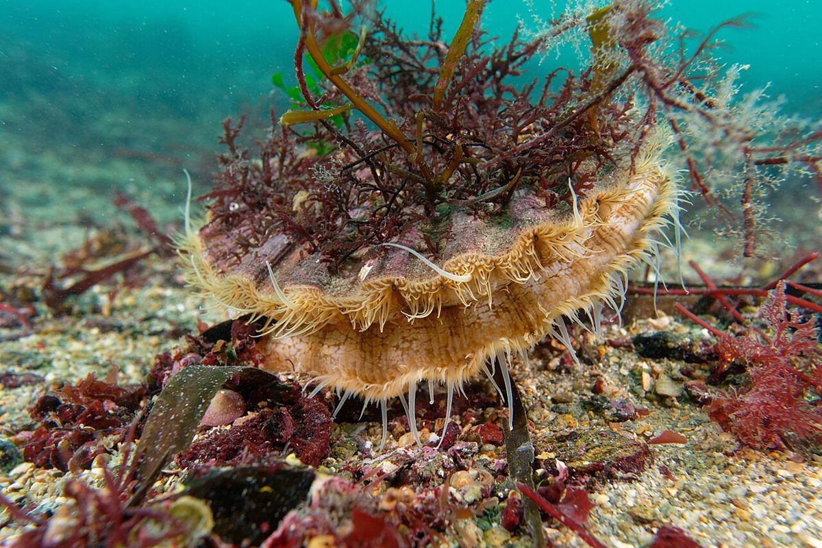 Photo of Great Scallop (Pecten maximus)