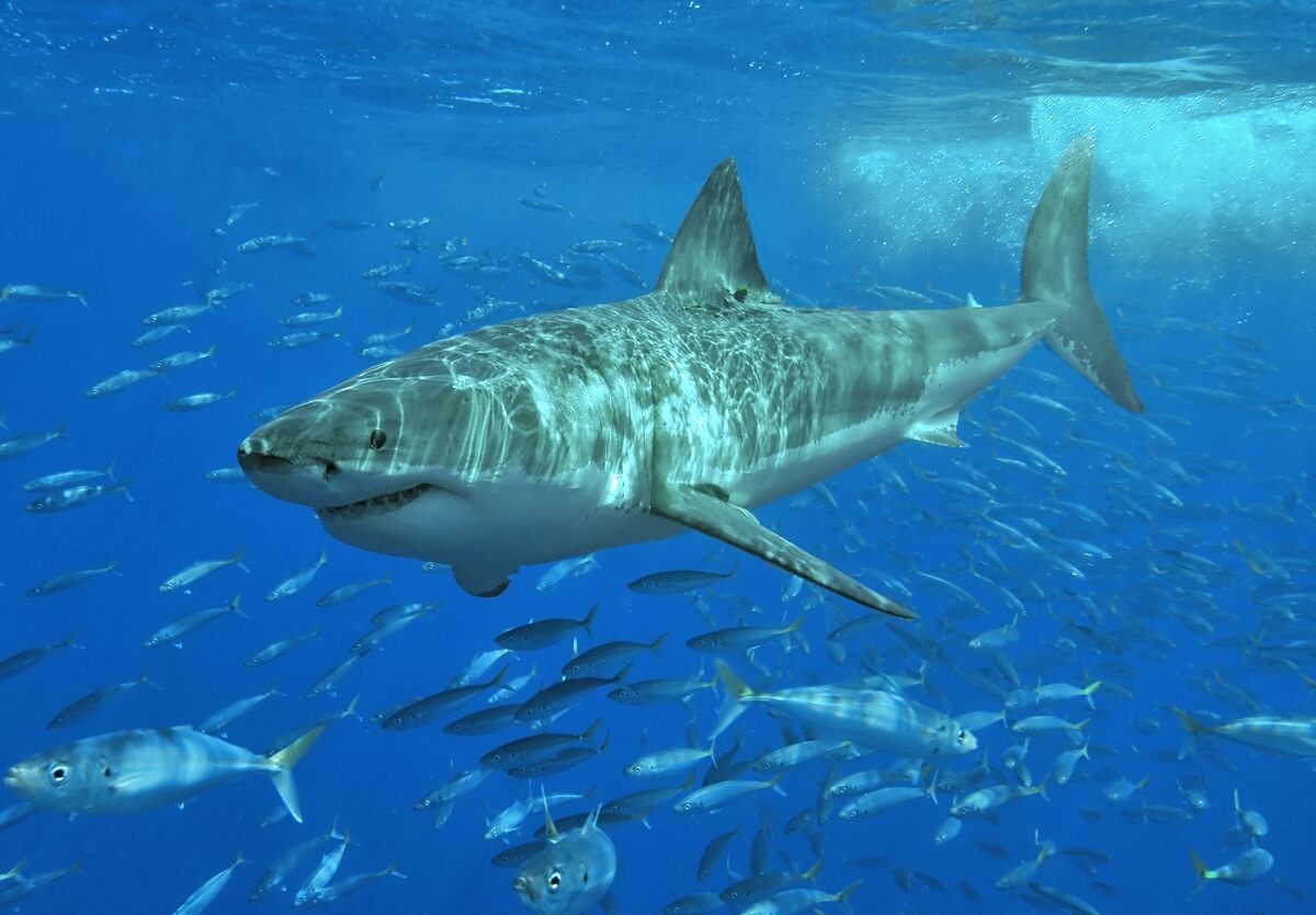 Photo of Great White Shark (Carcharodon carcharias)