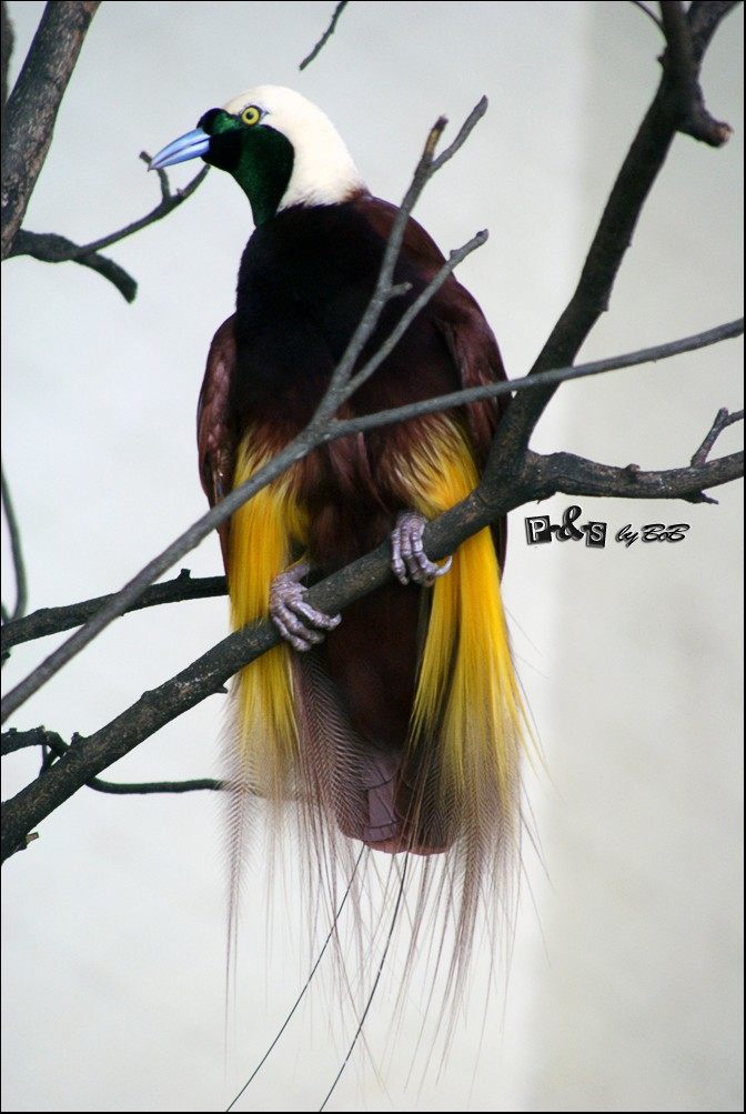 Photo of Greater Bird-of-paradise (Paradisaea apoda)