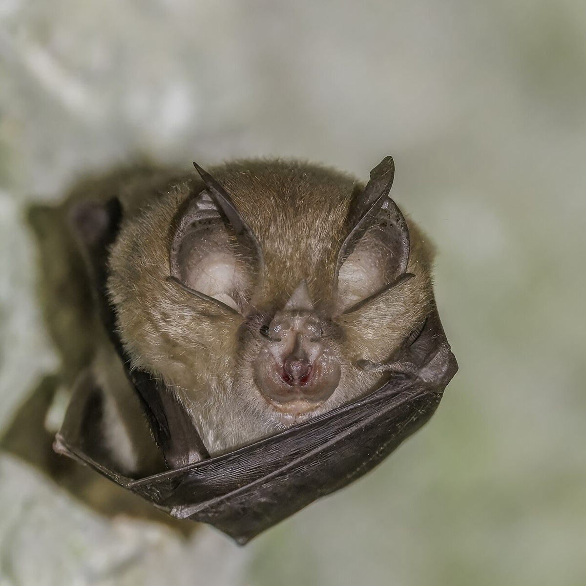 Photo of Greater Horseshoe Bat (Rhinolophus ferrumequinum)