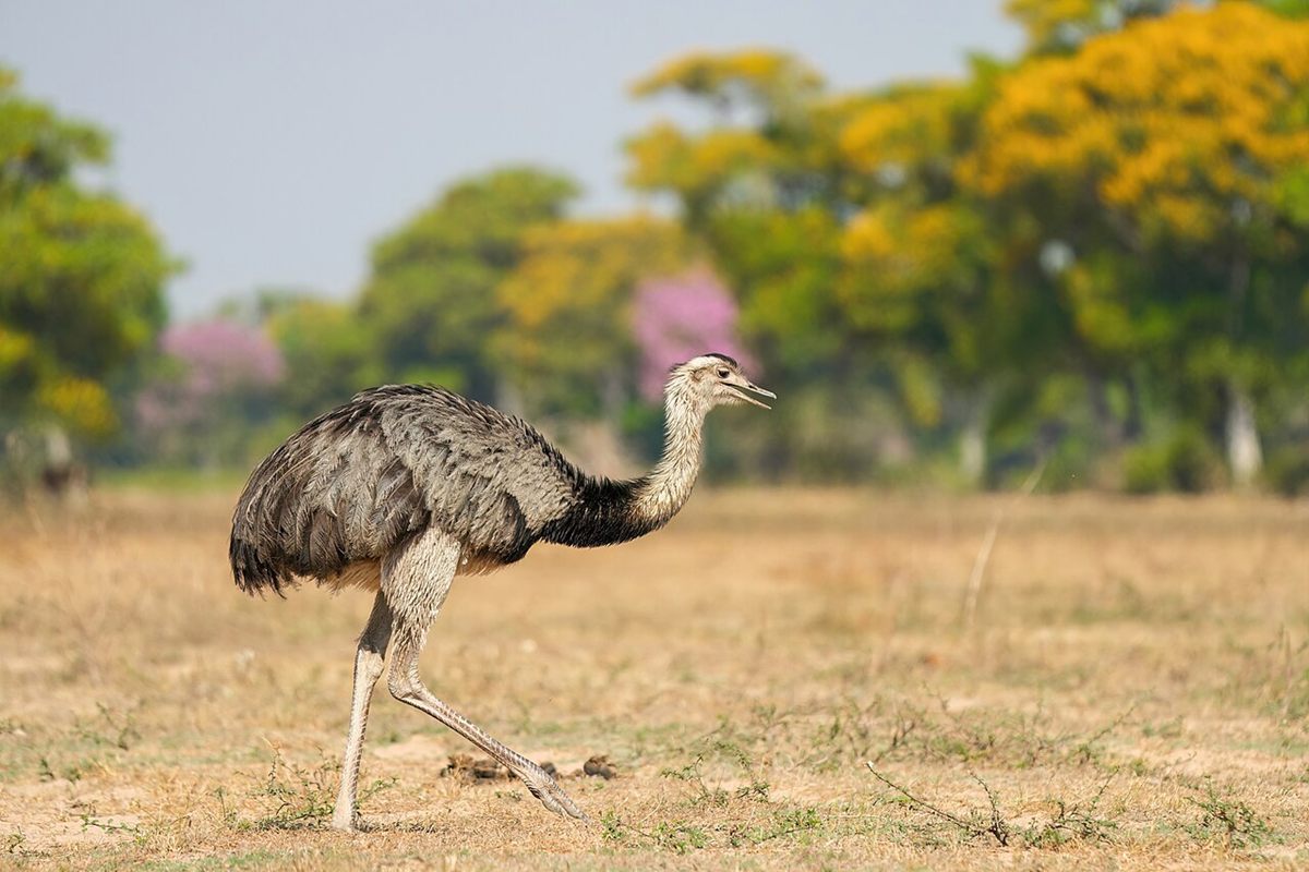 Photo of Greater Rhea (Rhea americana)