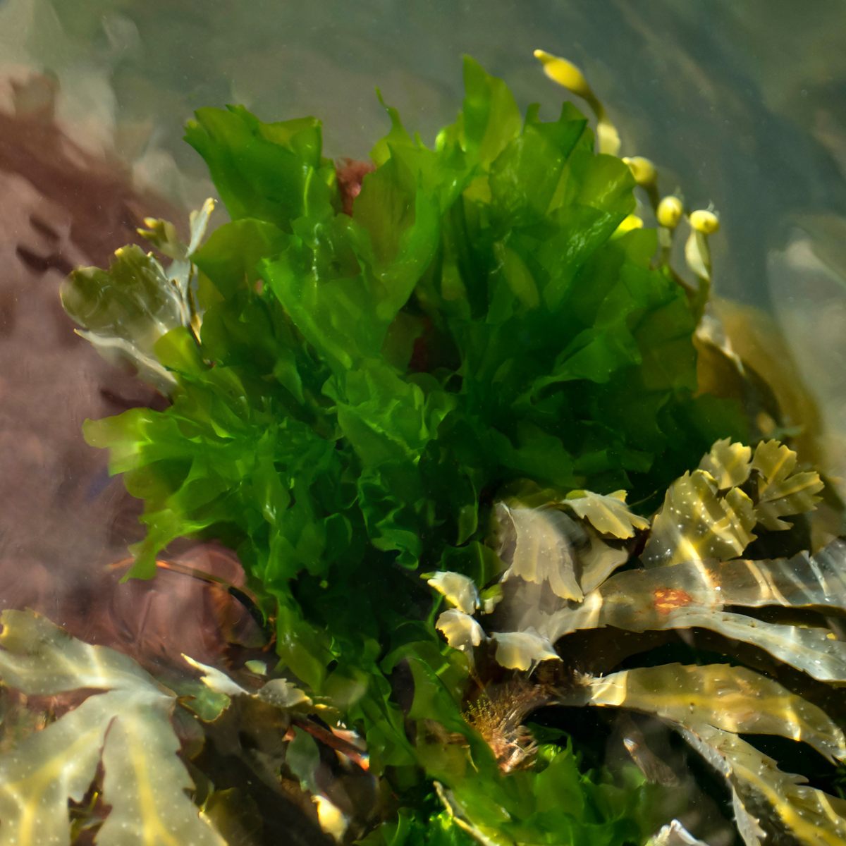 Photo of Sea Lettuce (Ulva lactuca)