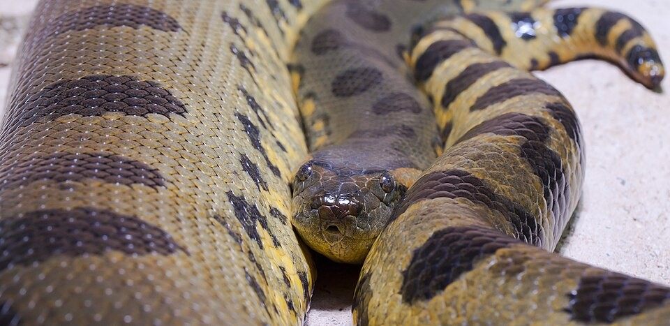 Photo of Green Anaconda (Eunectes murinus)