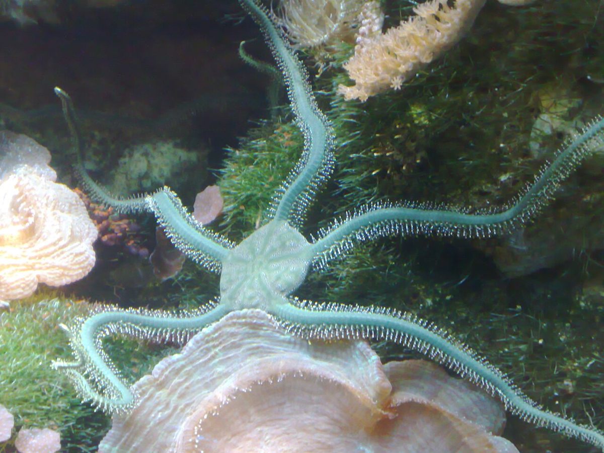Photo of Green Brittle Star (Ophiarachna incrassata)