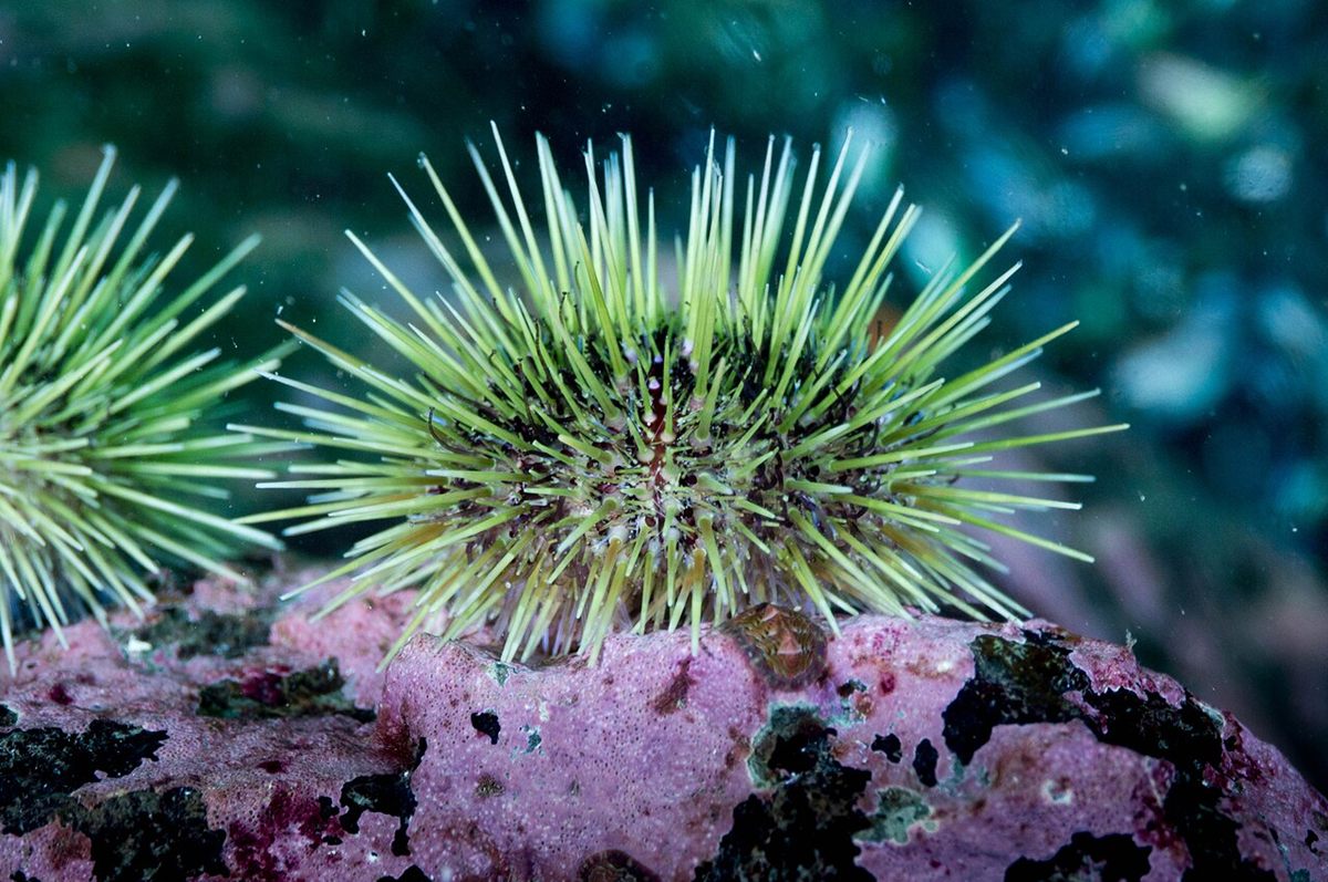 Photo of Green Sea Urchin (Strongylocentrotus droebachiensis)