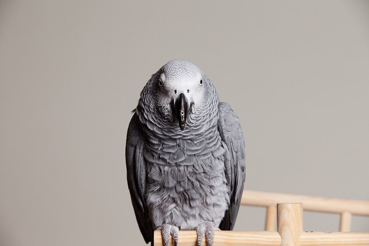 Photo of Grey Parrot (Psittacus erithacus)