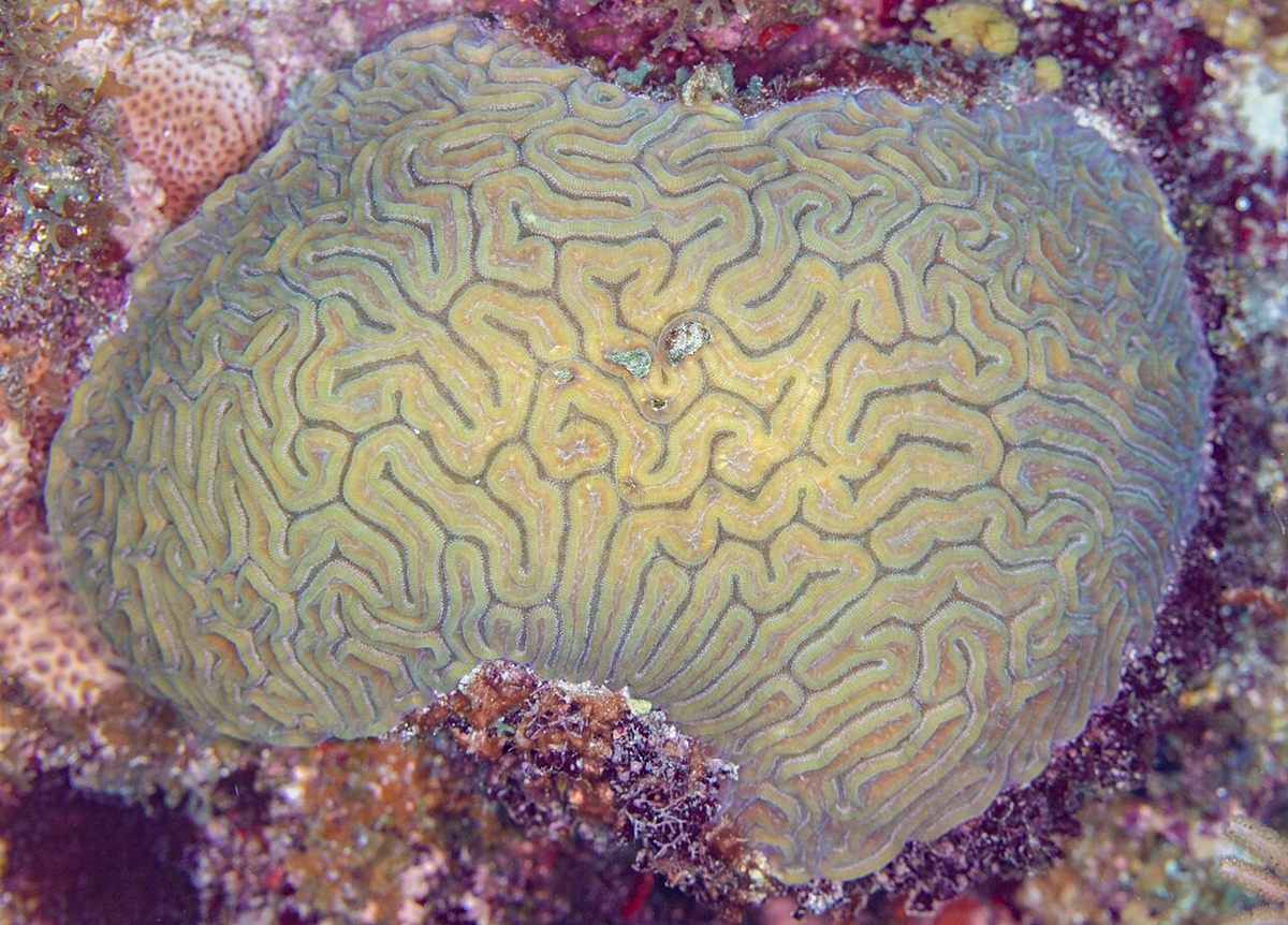 Photo of Grooved Brain Coral (Diploria labyrinthiformis)