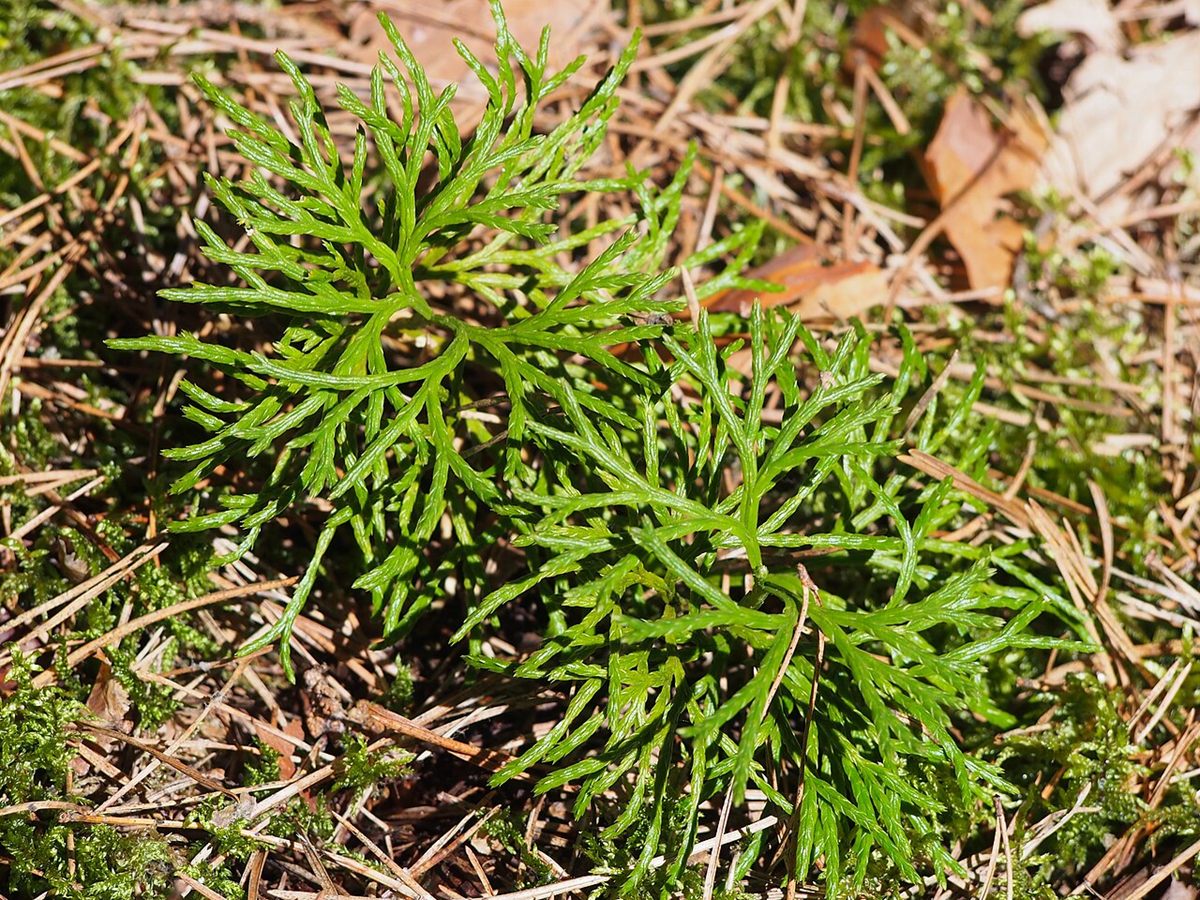 Photo of Groundcedar (Diphasiastrum complanatum)