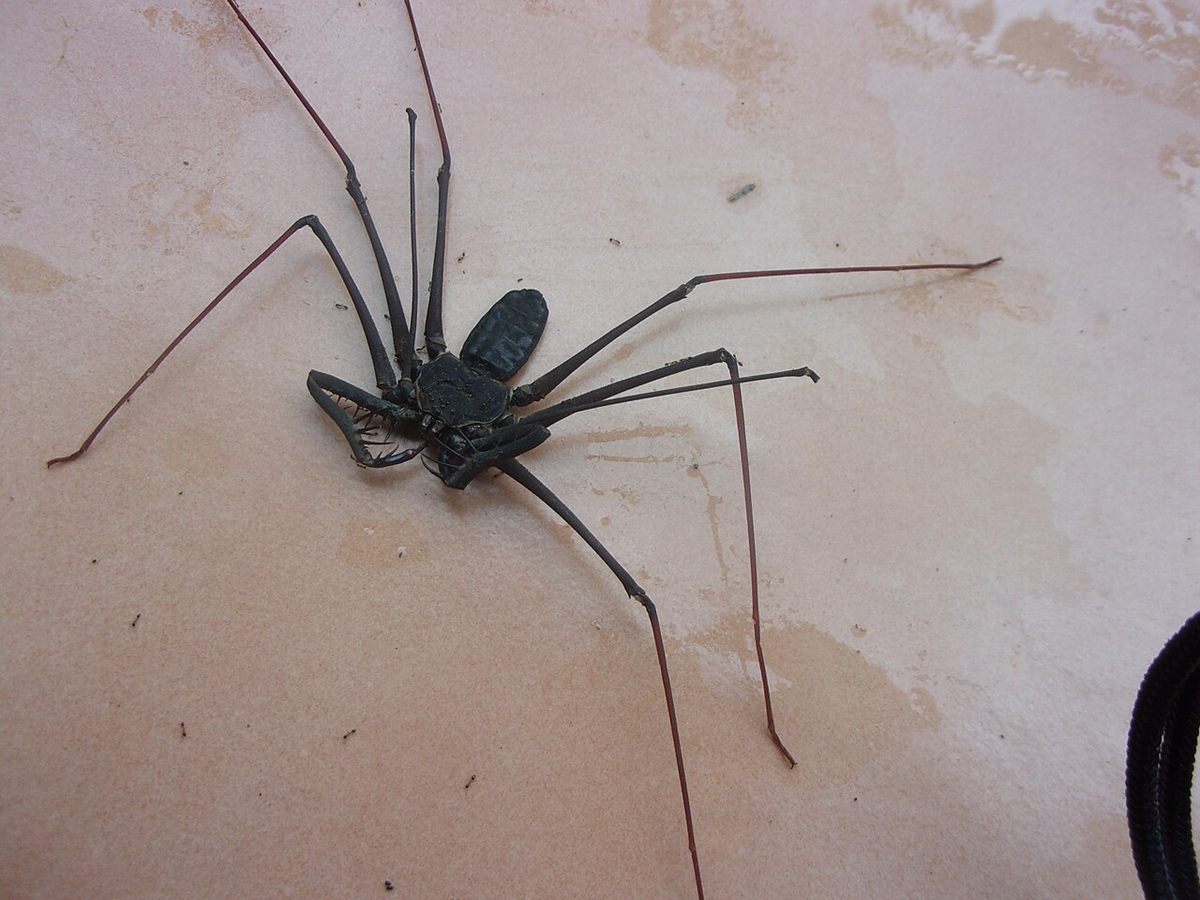 Photo of Guiana Giant Whip Spider (Heterophrynus alces)