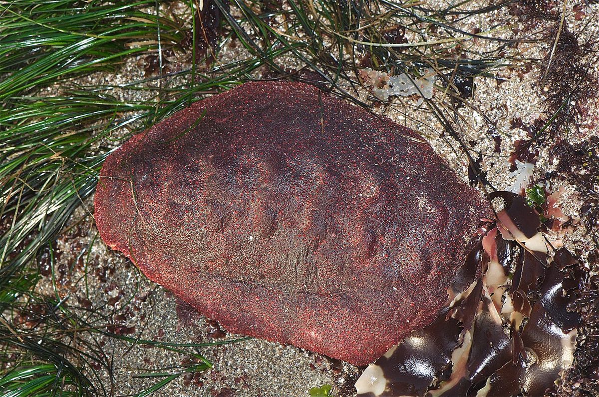 Photo of Gumboot Chiton (Cryptochiton stelleri)