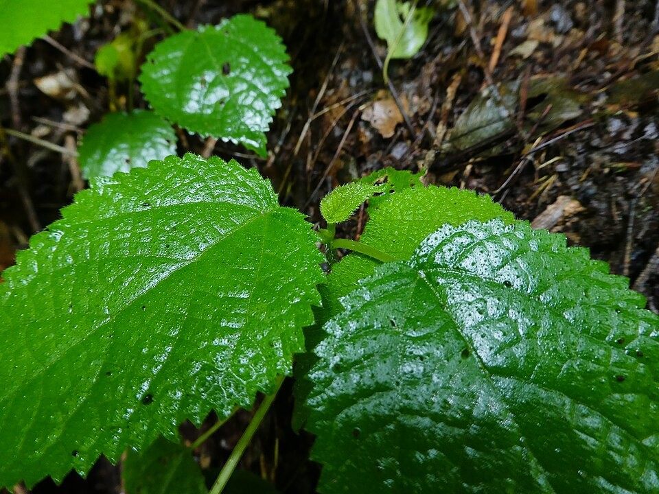 Photo of Gympie-Gympie (Dendrocnide moroides)