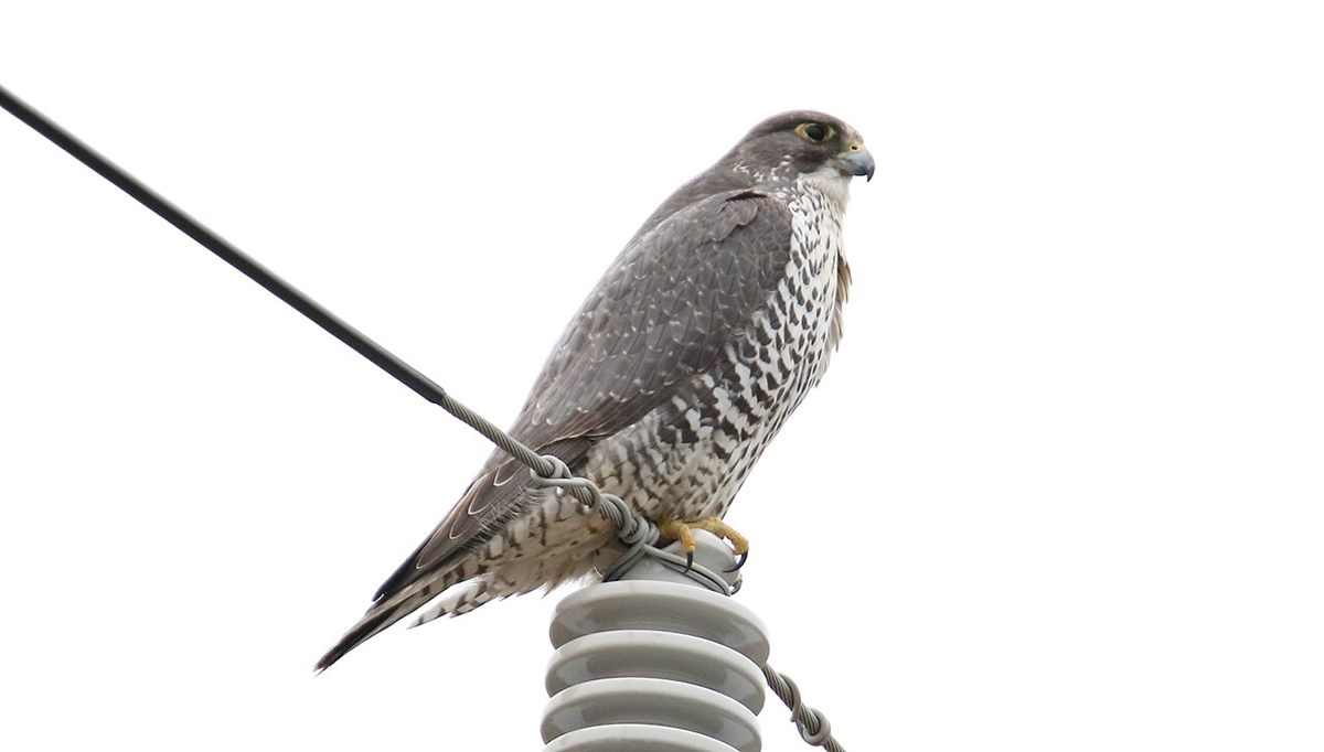 Photo of Gyrfalcon (Falco rusticolus)