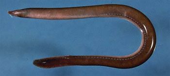 Photo of Hagfish (Myxine glutinosa)