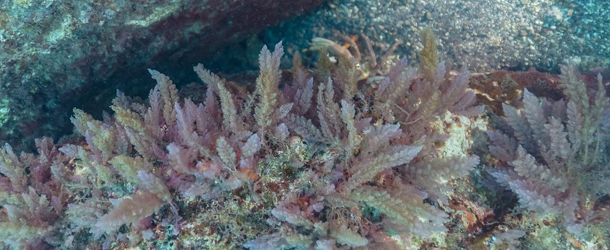 Photo of Harpoon Weed (Asparagopsis armata)