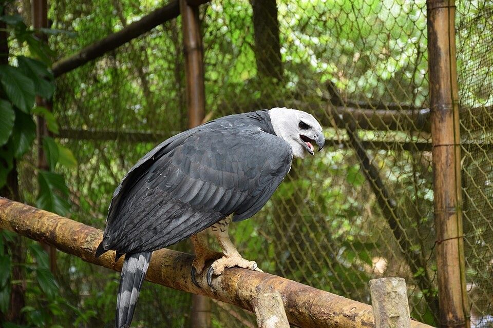 Photo of Harpy Eagle (Harpia harpyja)