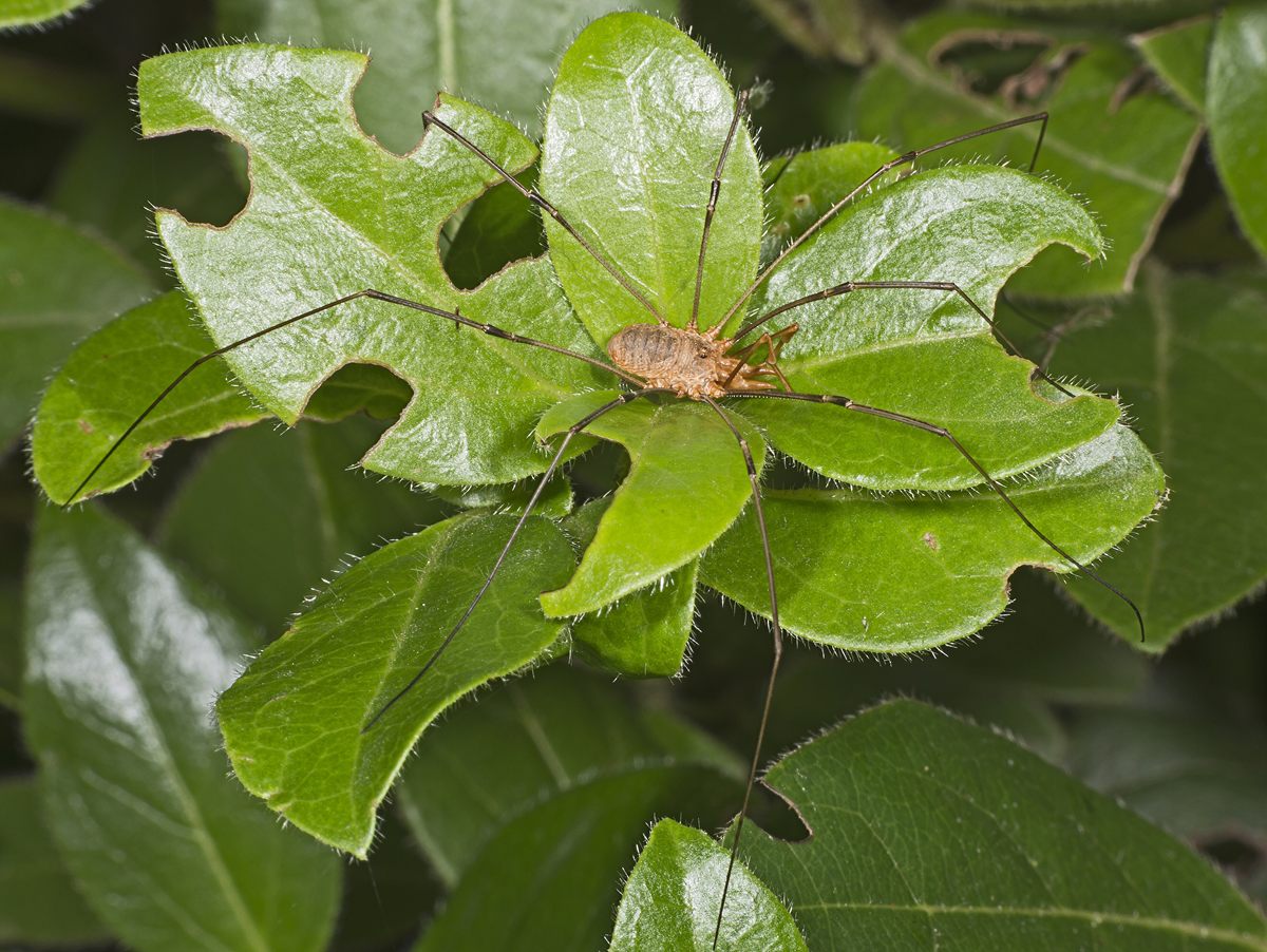 Photo of Common Harvestman (Phalangium opilio)