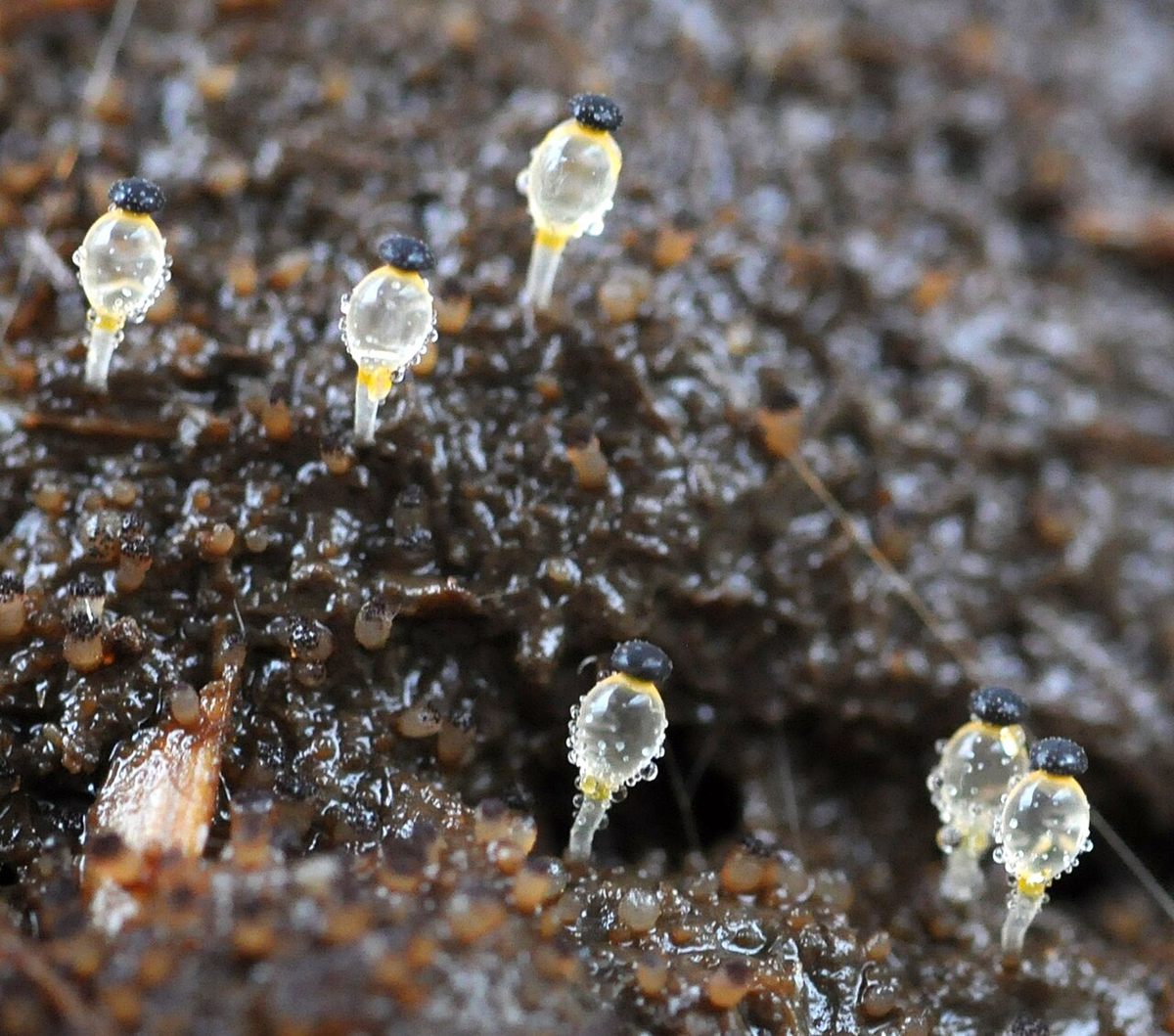 Photo of Hat Thrower Fungus (Pilobolus crystallinus)
