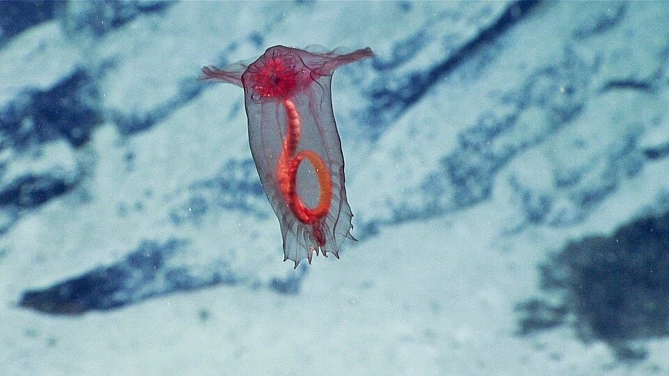 Photo of Headless Chicken Monster (Enypniastes eximia)