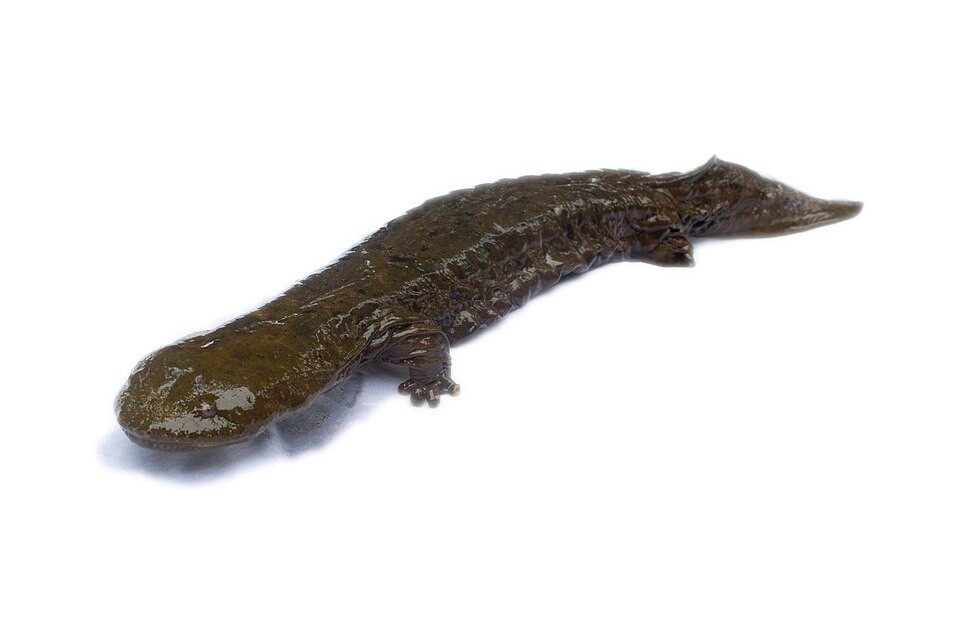 Photo of Hellbender (Cryptobranchus alleganiensis)