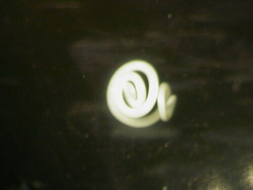 Photo of Herring Worm (Anisakis simplex)