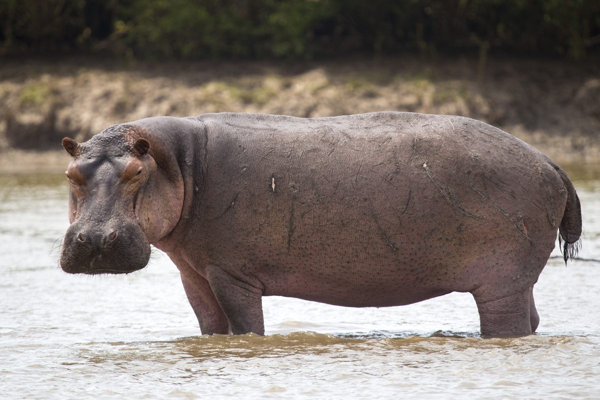 Photo of Hippopotamus (Hippopotamus amphibius)