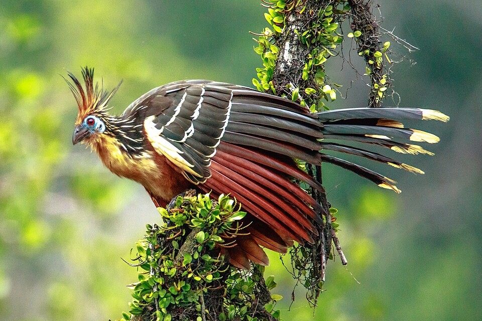 Photo of Hoatzin (Opisthocomus hoazin)
