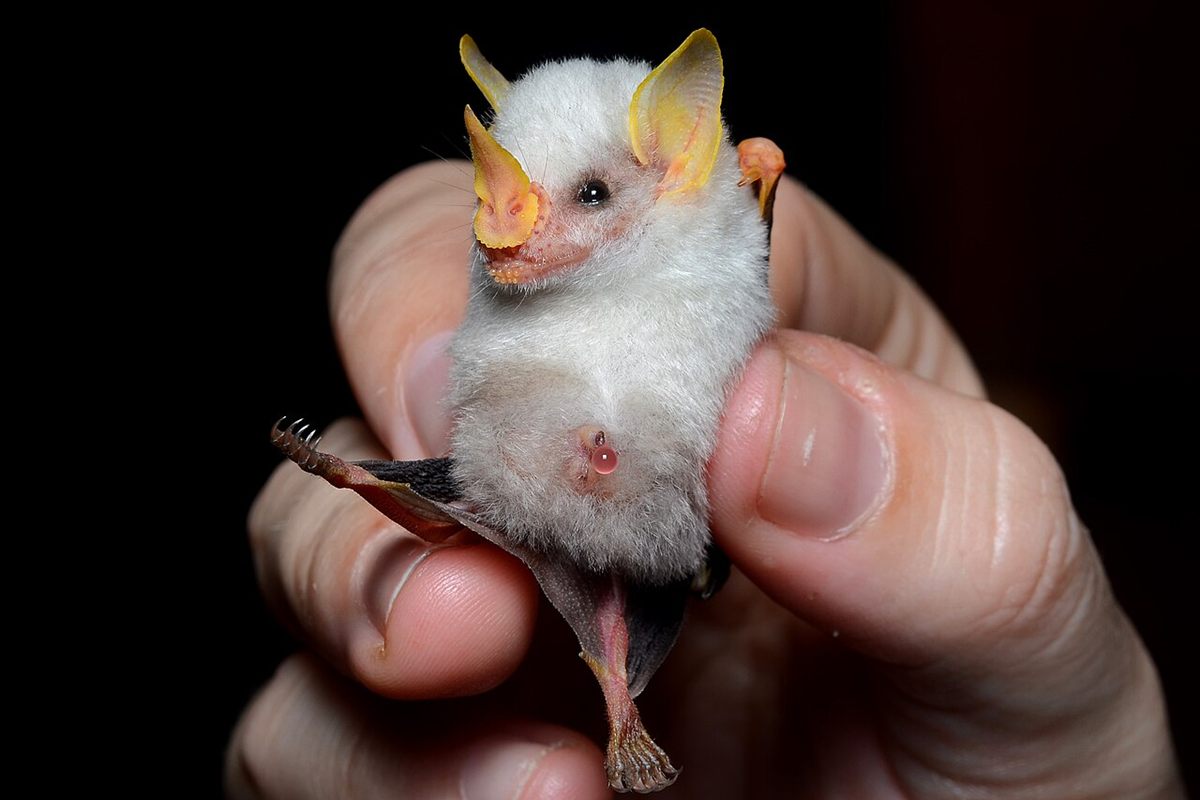 Photo of Honduran White Bat (Ectophylla alba)