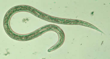Photo of Human Hookworm (Ancylostoma duodenale)