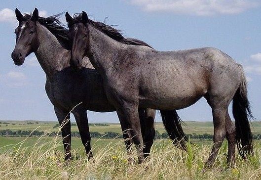 Photo of Horse (Equus caballus)