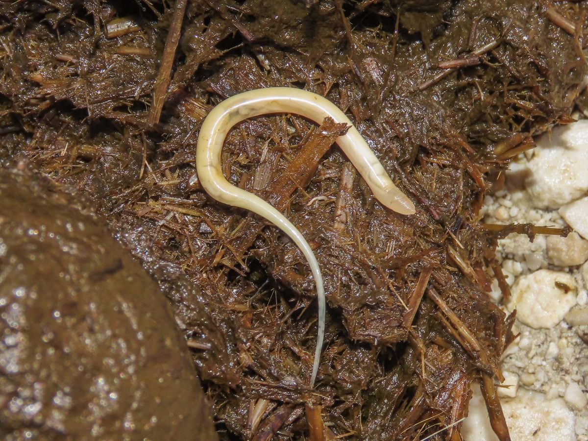 Photo of Horse Pinworm (Oxyuris equi)