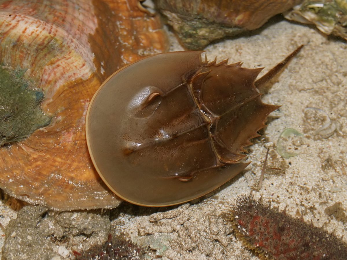 Photo of Atlantic Horseshoe Crab (Limulus polyphemus)