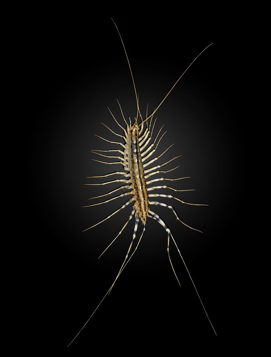 Photo of House Centipede (Scutigera coleoptrata)