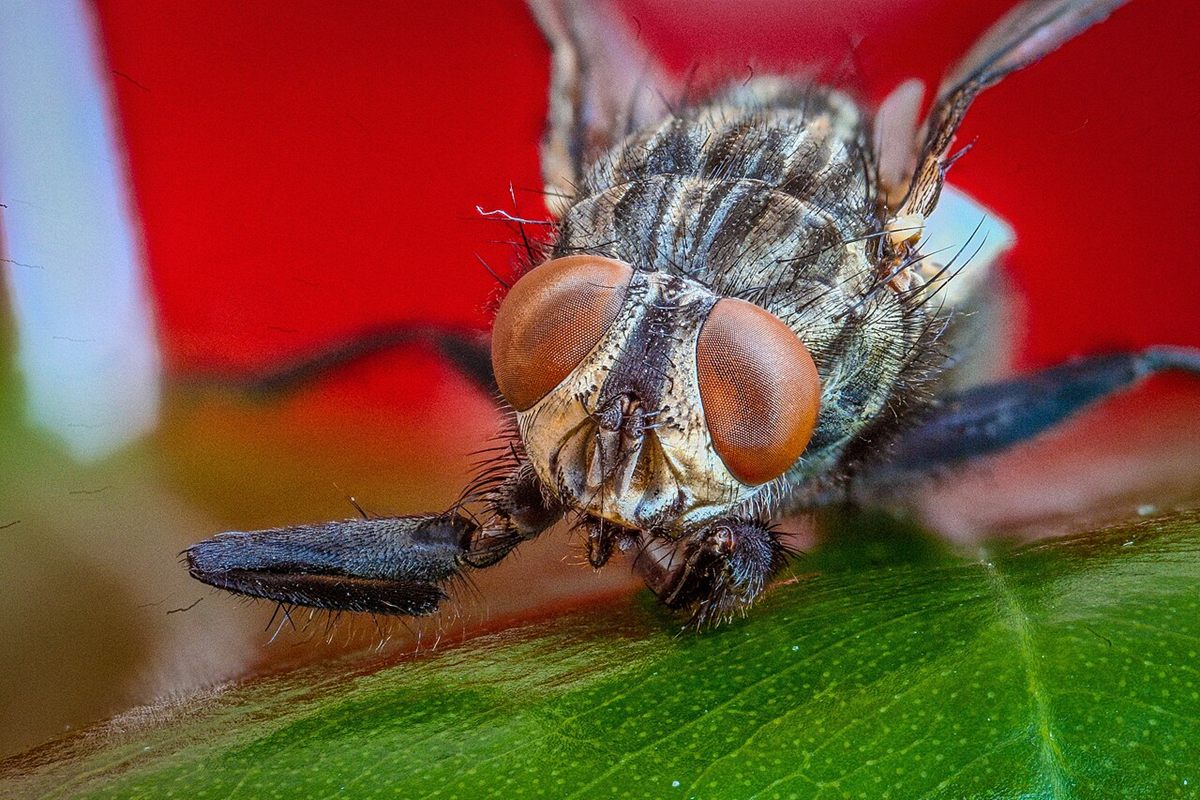 Photo of House Fly (Musca domestica)