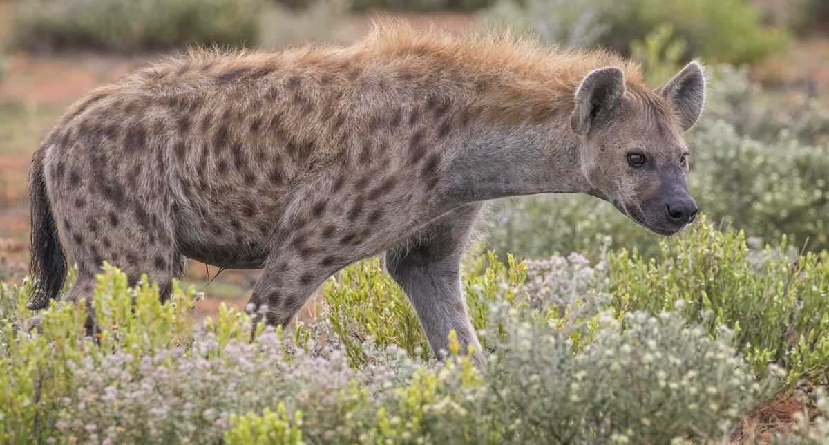 Photo of Spotted Hyena (Crocuta crocuta)